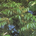 참옻나무 묘목 옻칠수액 토종낙엽수 실생 2년 열주묶음  KJ0522 : 선주네