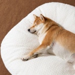 댕댕이꿀잠방석 강아지 야옹이 고양이 냥이 침대 숙면 꿈나라 쿠션 방석 : 난이마트