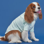 50수티셔츠 강아지옷 애견의류 : 도그아이