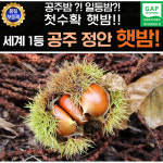 공주 정안 햇밤 특 4kg : 웰빙하우스특가