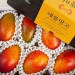 제주연가 애플망고 선물세트 3kg (7-8과) : 푸드큐레이터