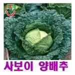 (희귀씨앗)  달콤한 사보이 양배추 씨앗 50립 : 올드마마