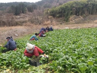 해풍머금고 자란 돌산갓 : 서진농장