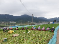 해풍머금고 자란 돌산갓 : 서진농장