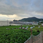 [서진농장]여수 돌산갓 산지직송 3kg (생갓) : 서진농장