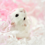 컷팅 해동지 핑크 30g / 햄스터,애완조베딩 : 햄토피아