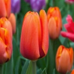 구근/튤립-트리플에이/구근열개셋트   G479 : 선주네