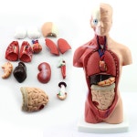 초6 과학수업 신체내부 장기위치 반신모형 만들기교재 의사놀이 과착관찰실험 해부학 : 오픈리빙1