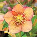 모종]크리스마스로즈(싱글) 에프리콧 피코티:10cm포트 두개묶음  G1644 : 선주네