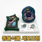 학교 실험실 자연과학 관찰교구 동물식물 세포모형 흥미유발 관찰도구 : 찰스스토어98