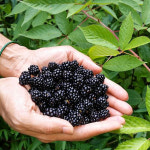 내고향푸드 국내산 블랙베리 슈퍼복분자 햇복분자 1kg - 10kg : 내고향푸드