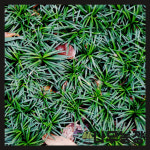 야생화 애란 모종 ( 포트100개 ) : 우리나무농장