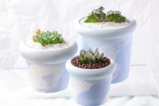 지양하월시아 x 블리스볼 콜라보  블리스 토분 4종 국산토분 : 지양 하월시아 전문점