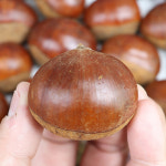 공주 정안 대보밤 대 특 2kg 4kg : 장보리샵