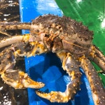 [거천푸드] 블루킹크랩 1.5kg 킹크랩 직수입 에이급 레드킹크랩 브라운킹크랩 : GeoCheon Food