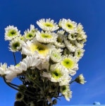 [테이블플라워] 오래가는 꽃 소국 한단 생화택배 포드 보라미 금수 농장직송 김해 생화 국화 : 테이블플라워