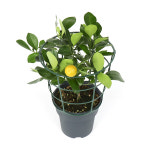 갑조네 미니 라임오렌지나무 중품 미니어쳐 과실수 유실수 묘목 열매 있는 식용 관상용 트리 : 갑조네