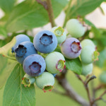 충북농원 스타 블루베리 묘목 - 2~포트묘 : 충북농원