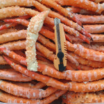 자숙 브라운 킹크랩 10kg 도소매 : 바다광장