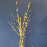 생화 말채 한단 화훼장식기능사 재료 꽃꽂이용 나무소재 농장직송 : 데일리꽃