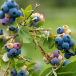 충북농원 엘리자베스 블루베리나무 묘목 - 포트묘 : 충북농원