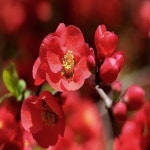 나무생각 / 명자나무(흑광) / 80cm / 개화주 : 착한가격 나무생각