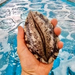 완도 활 전복 1kg 크기 6미부터40마리 특대전복 꼬마전복 선물세트 4남매털보아빠 : 완도총각네수산물