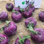 제주 햇 콜라비 4kg 8kg : 봉이네농장