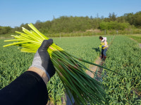 의성부자농장 마늘장아찌 1kg : 의성부자농장