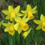 구근]미니 수선화-(떼떼아떼떼) 구근다섯개셋트   G1794 : 선주네