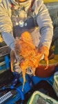 여수 자연산 돌문어 1kg 생물 산지직송 : 서진농장