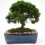 선물용 취미용 창립기념일 고급분재 꽃배달 개업선물 화분 감동선물 소나무해송분재 : 팜플라워