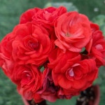 예쁜제라늄 K, 지아로즈, 후리지아 작품, 한국제라늄 농장직송 모종 : 예쁜제라늄농장