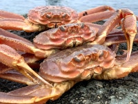 [당일조업] 수율보장 산지직송/박달대게 국내산대게 품질보증100% 울진 영덕 포항 강구 : 구룡포대해수산