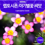 렙토시폰 씨앗 아기별꽃 베이비스타 꽃씨 꽃씨앗 50알 : 가람원