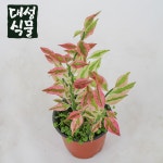 화은용 화은룡 소형 천국의계단 다육이 대운용 대은룡 실내식물 대성식물 : 대성식물