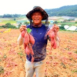 전남 무안 해야농장 [찰밤고구마 특품] 3kg 5kg 무안 황토 유기농 달수 해수고구마 : 해야농장