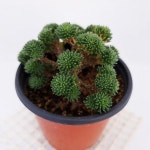 소송록 청솔 다육이 아프리카농장 도매화원 솔방울 다육식물 : korea쇼핑