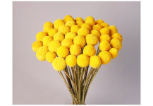 꽃씨 골든볼 빌리버튼 50립 봄 개화 꽃 봄파종 다년생 노지월동 씨앗 종자 : 모두의 방주