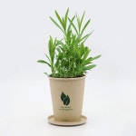 패랭이꽃 친환경 에코컵가든 ESG 가드닝 DIY 키트 : 영농조합법인 에듀팜