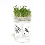 반려식물 화분재배키트 한컵새싹농장 새싹채소 키우기 : 히키스