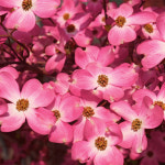 충북농원 체로키치프 미산딸 산딸나무 묘목 - 접목묘 : 충북농원