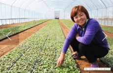 [시골순이]순수 어린순 개똥쑥환 400g+머위환 400g : 시골순이 약초드림