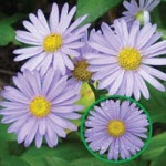 벌개미취 꽃 씨앗 야생화 꽃씨 종자 품종 정원 5000립 : 제이에스컴퍼니233