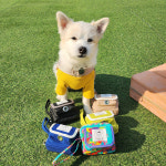 와다미싱공방 핸드메이드 5컬러 강아지산책가방 와봄 뚠뚠 풉백파우치 똥츄파우치 : WADAWADA