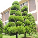 가이즈까향나무 고급조경수 묘목  키1m내외(분)  DR446 : 느티나무아래