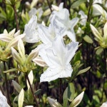 백철쭉 철쭉 흰철쭉 조경수 묘목-30cm 10개묶음 HK546 : 느티나무아래