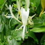 인동초 인동덩굴 모종 노지월동 다년생 9cm포트 열개묶음 HK998 : 느티나무아래