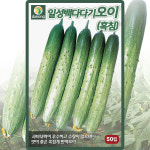 다농 일성백다다기오이 씨앗 50립 오이 씨 종자 : 씨앗농장몰