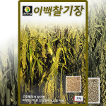 다농 이백찰기장 씨앗 30g 찰기장 씨 오곡밥 잡곡 곡물 종자 : 씨앗농장몰